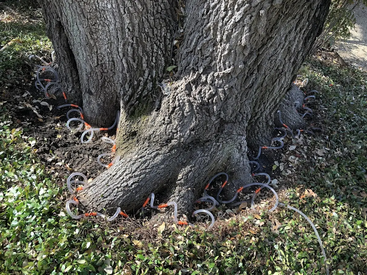 Detailed Tree Cabling and Bracing job site in Canastota
