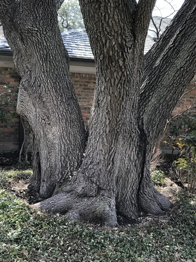 Mature heritage tree close to a Canastota property cared for by certified arborists